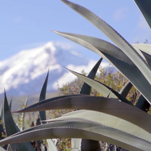 Adelante-2.00_00_41_07.Imagen-fija003