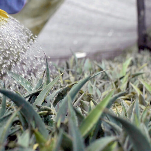 Adelante-2.00_00_45_25.Imagen-fija004