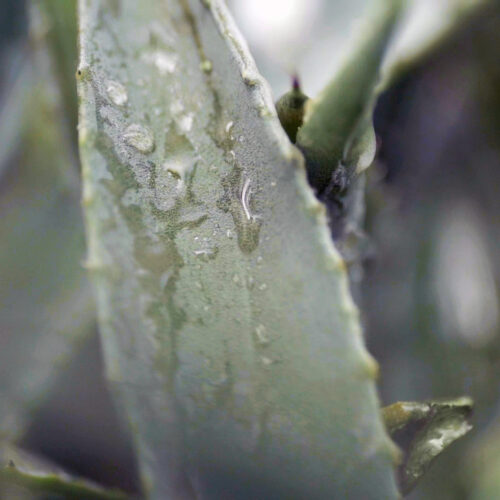 Adelante-2.00_00_47_13.Imagen-fija005