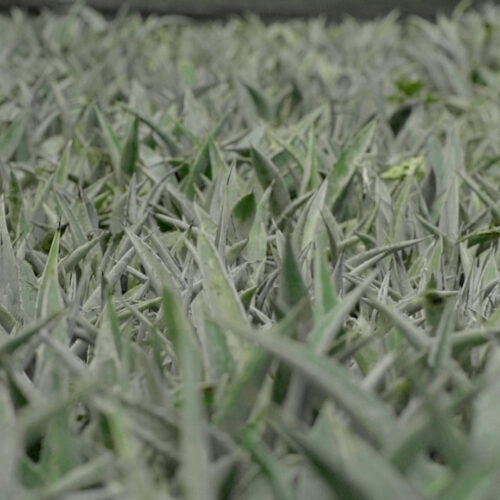 Adelante-2.00_07_28_21.Imagen-fija024