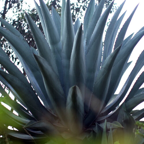 C0008.MP4.00_42_41_12.Imagen-fija001