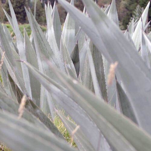 C0059.MP4.01_06_15_17.Imagen-fija001